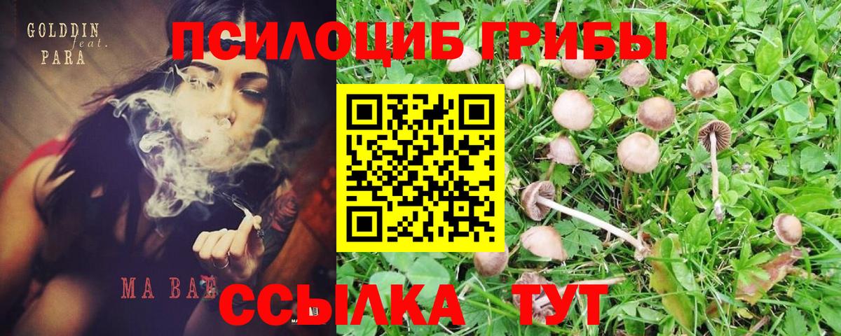 Псилоцибиновые грибы прущие грибы  где купить наркотик  Псилоцибиновые грибы ЛСД  Кудымкар  Вход с VPN 